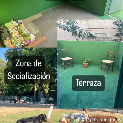 Residencia Canina