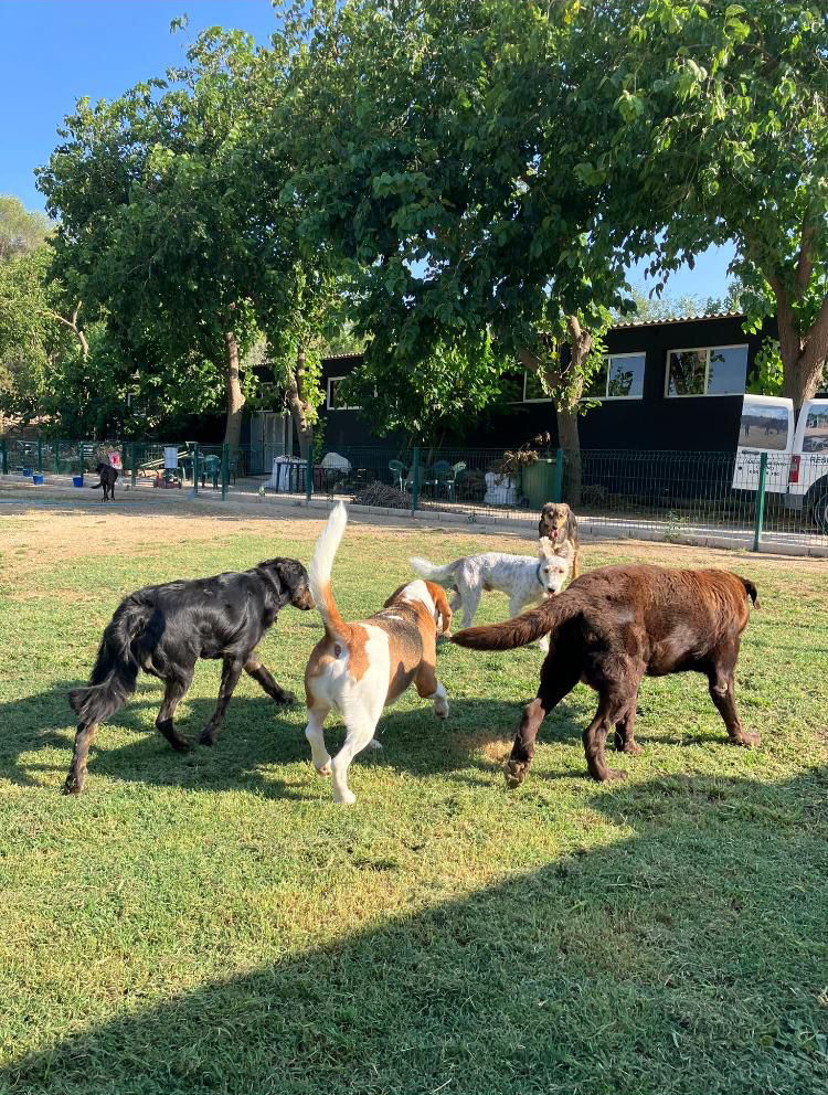 Residencia Canina